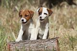 JACK RUSSEL 022